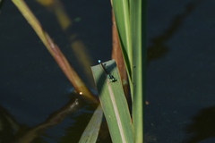 Ischnura fluviatilis