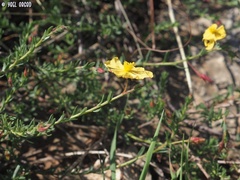 Fumana arabica