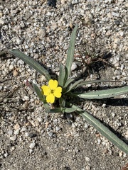 Camissoniopsis