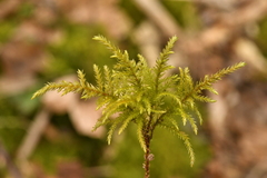 Thamnobryum alopecurum