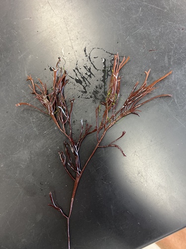 Gracilaria tikvahiae observed 2023-02-21