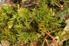 Thamnobryum alopecurum