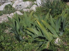 Iris mesopotamica