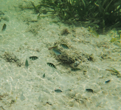 Abudefduf sparoides