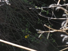 Chrysojasminum fruticans