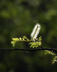 Mimosa tenuiflora