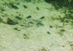 Abudefduf sparoides