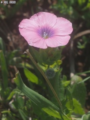 Linum pubescens