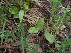 Claytonia lanceolata