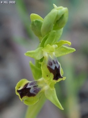 Ophrys lutea galilaea