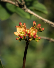Jatropha mollissima