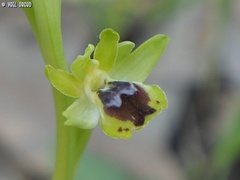 Ophrys lutea galilaea