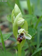 Ophrys umbilicata