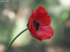 Ranunculus asiaticus