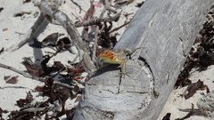 Microlophus albemarlensis