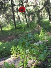 Ranunculus asiaticus
