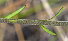 Helenium pinnatifidum
