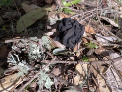 Helvella vespertina
