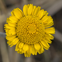 Helenium pinnatifidum