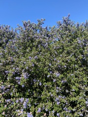 Ceanothus impressus nipomensis
