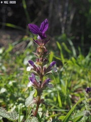 Salvia viridis