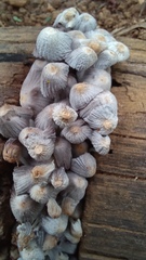 Coprinellus