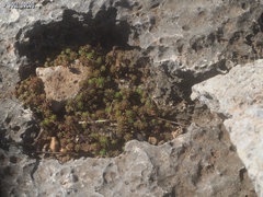 Sedum rubens