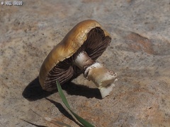 Stropharia coronilla