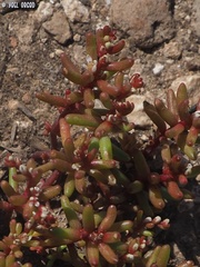 Sedum microcarpum