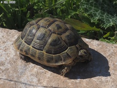 Testudo graeca