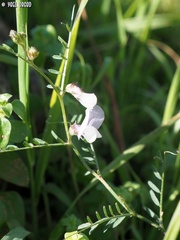 Vicia peregrina