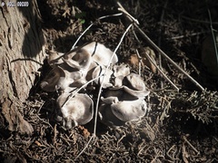 Lyophyllum littorale