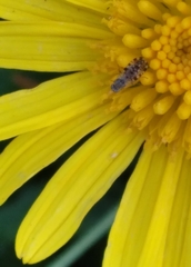 Dioxyna picciola