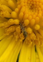 Dioxyna picciola