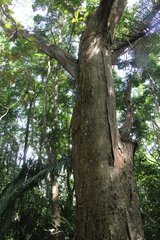 Enterolobium cyclocarpum