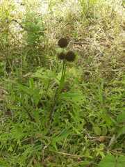 Hyptis capitata