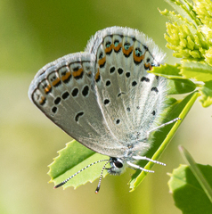 Plebejus idas