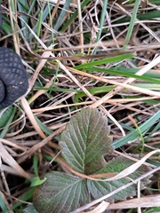 Fragaria viridis
