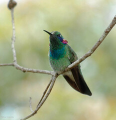 Colibri serrirostris