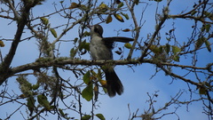 Mimus parvulus parvulus