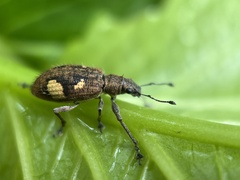 Mimographus