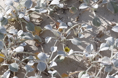 Arctotheca populifolia