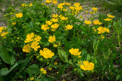 Potentilla ruprechtii