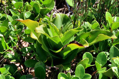 Bonatea speciosa