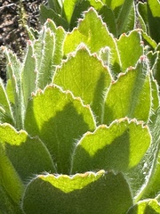 Leucospermum conocarpodendron