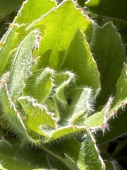 Leucospermum conocarpodendron