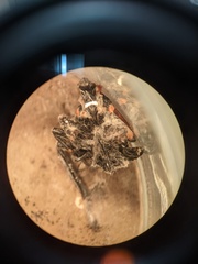 Fusarium citri-sinensis