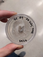 Fusarium citri-sinensis