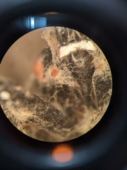 Fusarium citri-sinensis