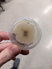 Fusarium citri-sinensis